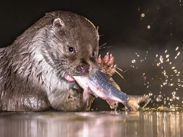 ヨーロッパの他の夜に魚を食べる — ストック写真