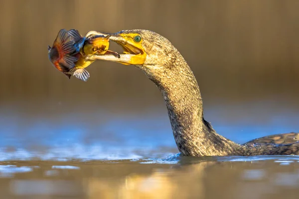 Grande cormorano mangiare Bullhead pesce — Foto Stock