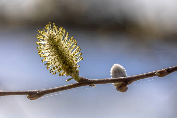 Flowers of Willow tree — Stok fotoğraf