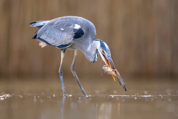 Heron cinza caça para peixes no lago — Fotografia de Stock