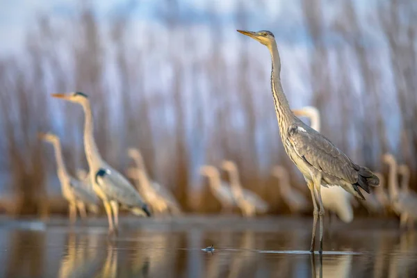 Grey heron hunting stationary in lake — Stockfoto