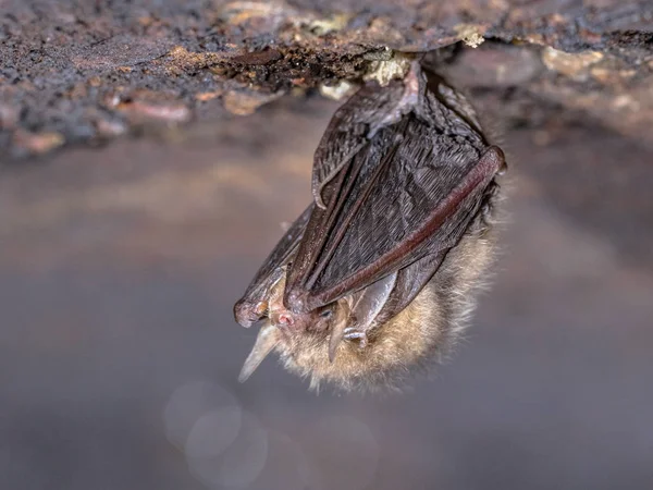 冬眠的褐色长耳朵蝙蝠 — 图库照片