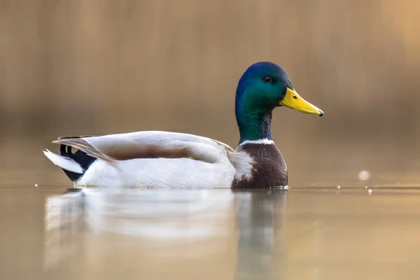 Male Wild Mallard Duck swimming — Stock Photo, Image