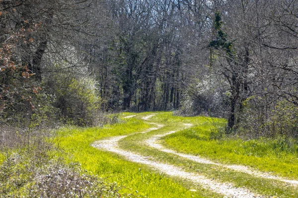 Arbres et buissons fleuris le long de la piste forestière en mars — Photo