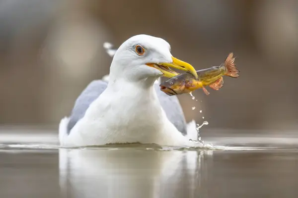 Yellow-legged gull eating fish — Stok fotoğraf