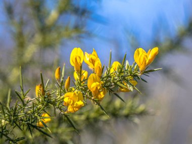 Common Gorse 'un çiçek açmasına yakın