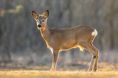 Karaca üzerinde takas