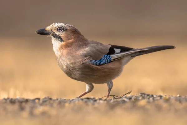 Eurasia jay buscando comida —  Fotos de Stock