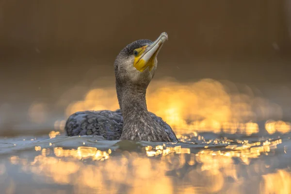 Gran Cormorán en el reflejo de la puesta del sol — Foto de Stock