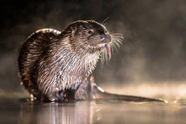Europese otter in ondiep water 's nachts — Stockfoto