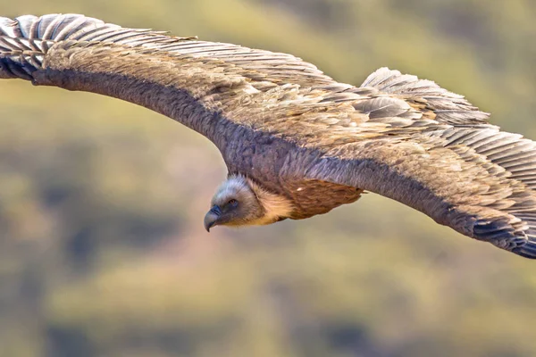 Griffon秃鹫在飞行 — 图库照片