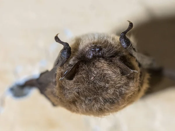 Hibernating whiskered bat — Stock Photo, Image