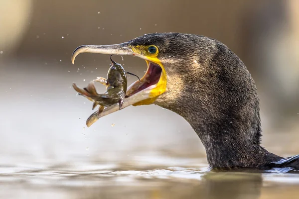 Great cormorant eating Bullhead fish — Stock Photo, Image