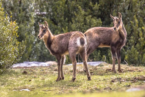 Two Chamois looking at camera 로열티 프리 스톡 사진