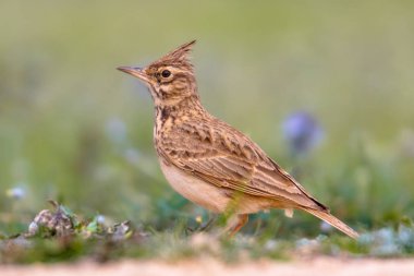 Tarla kuşu tarlası görünümü