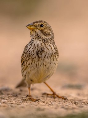 Mısır kiraz kuşu görünümlü