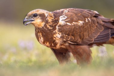 Marsh Harrier dişisi. Yaklaş.