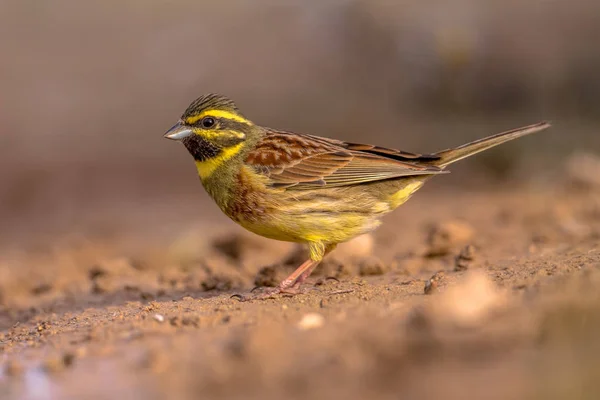 Cirl bunting en el jardín — Foto de Stock