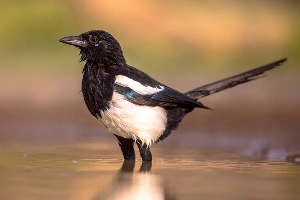 Eurásia Magpie banho — Fotografia de Stock