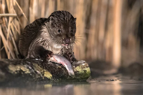 Lontra Europeia comer peixe à noite — Fotografia de Stock