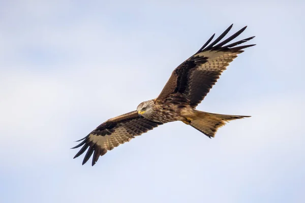 Flygande röd drake mot blå himmel — Stockfoto