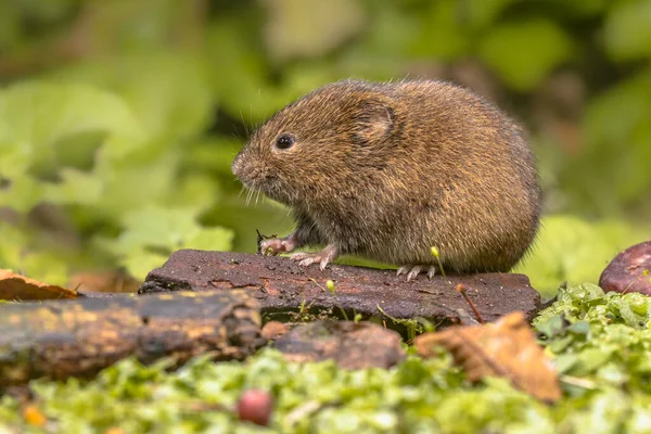 Field vole natural environment — Stock Photo, Image