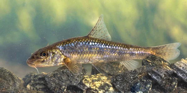 Gudgeon peixes de água doce — Fotografia de Stock