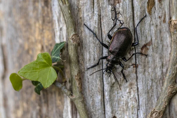 Escaravelho-pesquisador menor — Fotografia de Stock