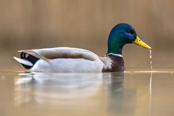 Male Wild Mallard Duck swimming — Stock Photo, Image