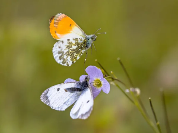 Orange tip butterflies mating — Stock Photo, Image