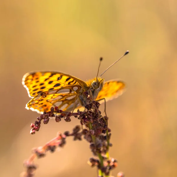 Queen of Spain fritillary — Stock Photo, Image