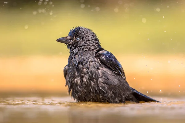 Occidentale jackdaw balneazione — Foto Stock