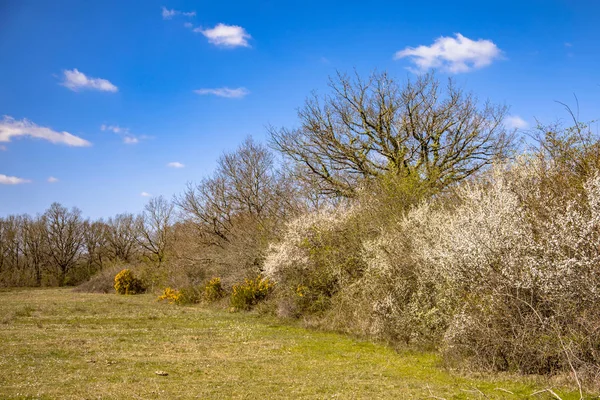 Деревья и цветущие кусты марта — стоковое фото