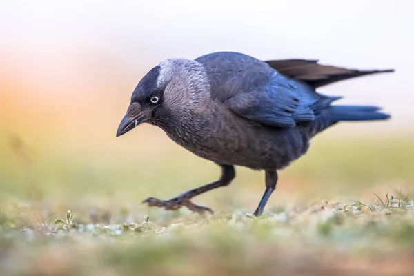 Jackdaw occidentale su sfondo luminoso — Foto Stock