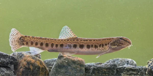 Spined loach in water — 스톡 사진