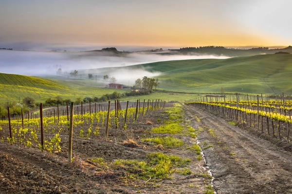 Wijngaard in mistige heuvels — Stockfoto