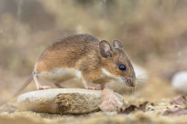 Gelbhalsmaus auf Felsen — Stockfoto