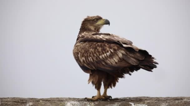 Eagle on white background — Stock Video