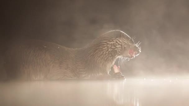 Loutre mangeant du poisson la nuit — Video