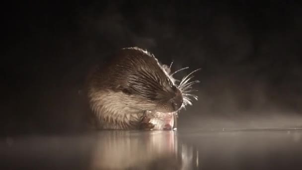 Loutre mangeant du poisson la nuit — Video