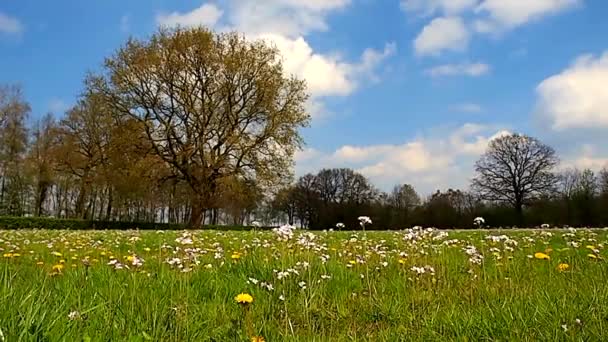 Spring meadow in april on a sunny day — Stock Video