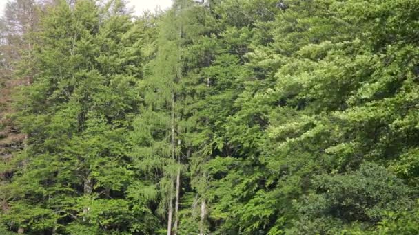 Mouvement du vent dans les arbres 