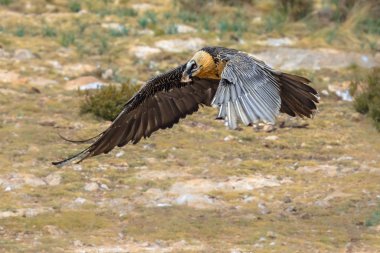 Sakallı akbaba (Gypaetus barbatus), atmacagiller (Lammergeyer) familyasından yırtıcı bir kuş türü ve Gypaetus cinsinin tek üyesidir. Geleneksel olarak bir Eski Dünya akbabası olarak kabul edilir, aslında küçük bir Accipit soyunu oluşturur.