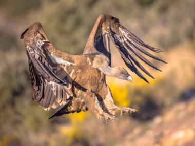 Griffon akbabası (Gyps fulvus) İspanya Pireneleri, Katalonya, İspanya, Nisan ayında iniş için uçuyor ve hazırlanıyor. Yırtıcı kuş familyasından Accipitridae familyasından büyük bir Eski Dünya akbabası. Ayrıca Avrasya griffonu olarak da bilinir ve bununla yakından ilgilidir.