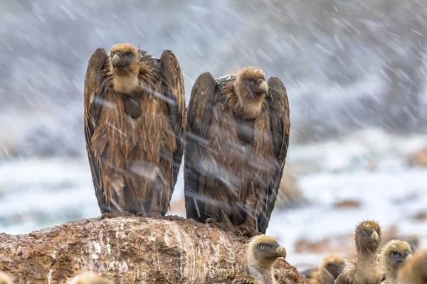 Griffon Abutre Gyps Fulvus Duas Aves Empoleiradas Descansando Rocha Condições — Fotografia de Stock