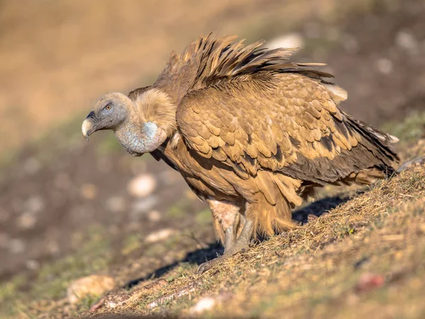 Griffon Akbabası Gyps Fulvus Spanyol Pireneleri Katalonya Spanya Nisan Ayında — Stok fotoğraf