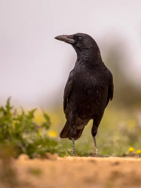 Carrión Cuervo Corvus Corone Encaramado Suelo Mirando Cámara Los Pirineos —  Fotos de Stock