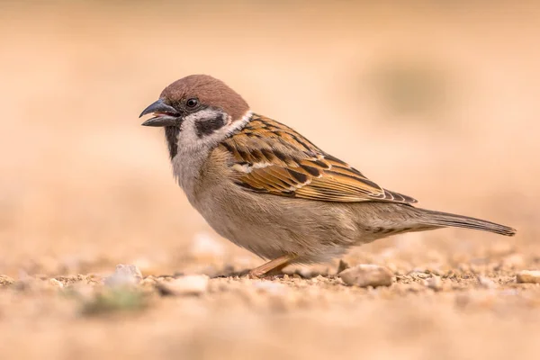 Gorrión Árbol Eurasiático Passer Montanus Animal Macho Forrajeando Suelo Los — Foto de Stock