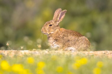 Avrupa tavşanı (Oryctolagus cuniculus) İspanya Pireneler, Vilagrassa, Katalonya, İspanya 'da güneşlenmektedir. Nisan.