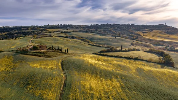 Tranquil Landscape Groups Flowers Rolling Hills Val Orcia Tuscany Italy — Stock Photo, Image